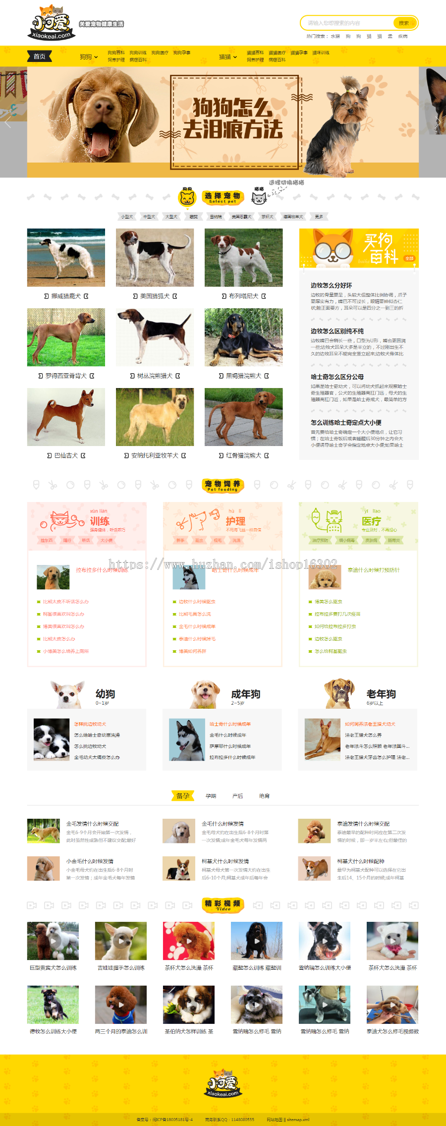 帝国cms黄色简洁小可爱宠物网健康生活源码